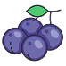 Black Currant